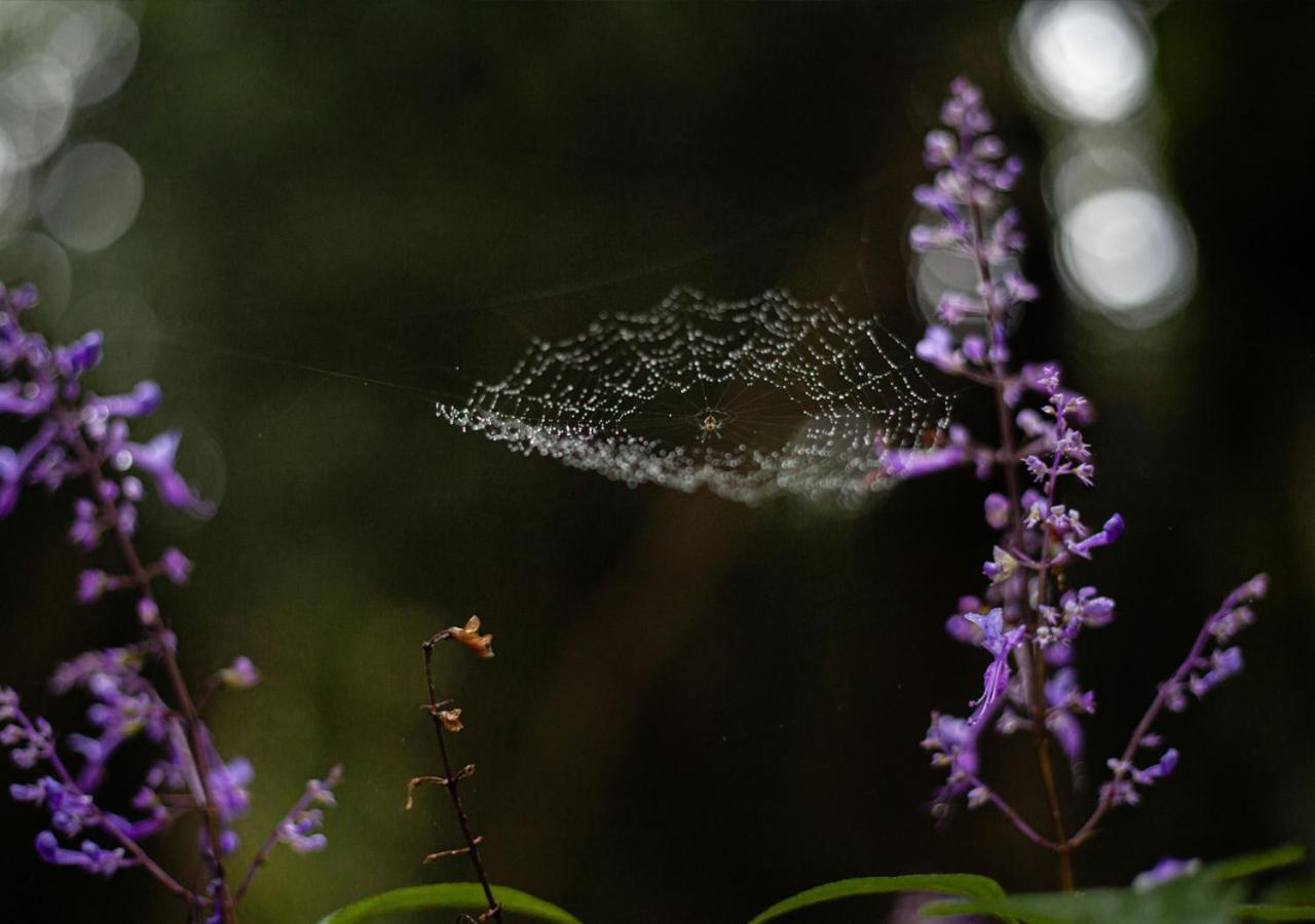 Away With The Fairies Nature Lodge And Backpackers Хогсбэк Экстерьер фото