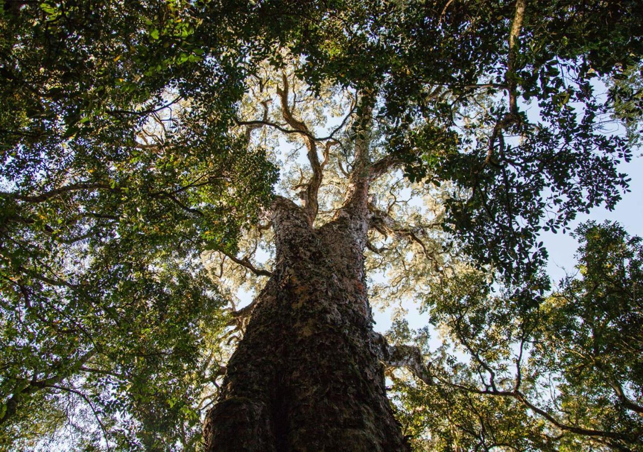 Away With The Fairies Nature Lodge And Backpackers Хогсбэк Экстерьер фото
